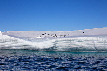 Adelie penguin (Pygoscelis adeliae) on iceberg in front of the Ross Ice Shelf, Ross Island, Ross Sea, Antarctica. Photographed for The Freshwater Project