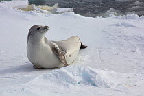 Antarctica Crabeater Seal (Lobodon carcinophaga) on sea ice, Bellinghausen Sea, near Peter I Island, Antarctic Peninsula,   January.  Photographed for The Freshwater Project