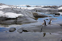 Gentoo penguin (Pygoscelis papua) Plenau Island, Antarctic Peninsula, Antarctica, January. Photographed for The Freshwater Project