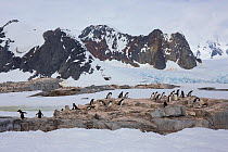 Gentoo penguin (Pygoscelis papua) colony, Petermann Island, Antarctic Peninsula, Antarctica. Photographed for The Freshwater Project