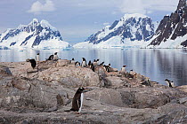 Gentoo penguin (Pygoscelis papua) Petermann Island, Antarctic Peninsula, Antarctica, Photographed for The Freshwater Project