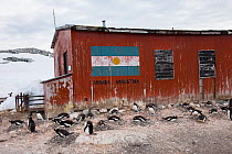 Gentoo penguin (Pygoscelis papua) colony outside Argentian station,  Petermann Island, Antarctic Peninsula, Antarctica. February. Photographed for The Freshwater Project