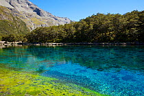Rangimairewhenua or Blue Lake, sacred to the Maori, Nelson Lakes National Park, South Island, New Zealand, February 2013. Photographed for The Freshwater Project