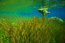 Underwater view of Ewens Ponds, spring-fed limestone ponds, Ewens Ponds Conservation Park, South Australia, Australia, March 2015 . Photographed for The Freshwater Project
