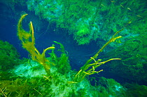 Piccaninnie Ponds with The Chasm, a weakness in the limestone eroded by the rising water, with a depth of over 100 meters. Spring-fed limestone ponds at the Piccaninnie Ponds Conservation Park South A...