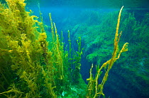 Piccaninnie Ponds With The Chasm, a weakness in the limestone eroded by the rising water, with a depth of over 100 meters. Spring-fed limestone ponds at the Piccaninnie Ponds Conservation Park The cla...