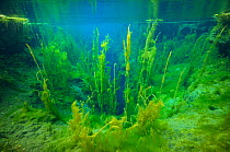 Piccaninnie Ponds with The Chasm, a weakness in the limestone eroded by the rising water, with a depth of over 100 meters. Spring-fed limestone ponds at the Piccaninnie Ponds Conservation Park South A...