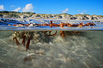 Freshwater spring in the intertidal zone of the Piccaninnie Ponds Conservation Park, South Australia, Australia. March 2015 . Photographed for The Freshwater Project