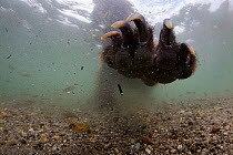 Underwater view of Brown bear (Ursus arctos) paw fishing for Sockeye salmon (Oncorhynchus nerka) with paw outstretched. Ozernaya River, Kuril Lake, South Kamtchatka Sanctuary, Far East Russia. August.