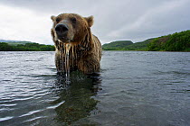 Brown bear (Ursus arctos), fishing for Sockeye salmon (Oncorhynchus nerka) in the Ozernaya River, Kuril Lake, South Kamtchatka Sanctuary, Far East Russia. August.