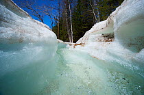 Meltwater in icefield on the Temnik River With Willows (Salix sp.) Temnik River, Baikal Nature Reserve, Buryatia, Siberia, Russia, May 2015.