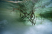 Underwater view of meltwater in icefield on the Temnik River With Willows (Salix sp.) Temnik River, Baikal Nature Reserve, Buryatia, Siberia, Russia, May 2015.