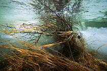 Underwater view of meltwater in icefield on the Temnik River With Willows (Salix sp.) Temnik River, Baikal Nature Reserve, Buryatia, Siberia, Russia, May 2015.