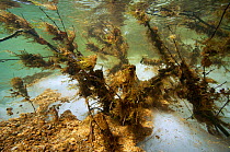 Underwater view of meltwater of in icefield on the Temnik River With Willows (Salix sp.) Temnik River, Baikal Nature Reserve, Buryatia, Siberia, Russia, May 2015.