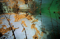 Underwater view of meltwater of in icefield on the Temnik River With Willows (Salix sp.) Temnik River, Baikal Nature Reserve, Buryatia, Siberia, Russia, May 2015.