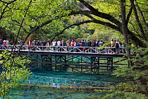 Visitors at Five Flower Lake, Jiuzhaigou National Park, Jiuzhaigou Valley Scenic and Historic Interest Area UNESCO World Heritage Site, Sichuan, China. May 2013. Photographed for The Freshwater Projec...