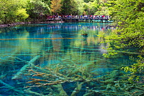 Visitors at Five Flower Lake, Jiuzhaigou National Park, Jiuzhaigou Valley Scenic and Historic Interest Area UNESCO World Heritage Site, Sichuan, China. May 2013 . Photographed for The Freshwater Proje...