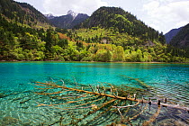 Five Flowers Lake, with trees in the water covered with travertine Jiuzhaigou National Park, Jiuzhaigou Valley Scenic and Historic Interest Area UNESCO World Heritage Site, Sichuan, China. May 2013. P...