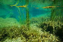 Underwater view of Wadi Al Shab,  with aquatic plants and algae, Al Sharqiyah South Governorate, Sultanate of Oman. February. Photographed for The Freshwater Project