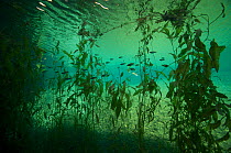 Underwater view of aquatic plants, Wadi Al Shab,  Al Sharqiyah South Governorate, Sultanate of Oman, February 2015 . Photographed for The Freshwater Project