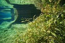 Underwater view of  Wadi Al Shab with aquatic plants and algae, Al Sharqiyah South Governorate, Sultanate of Oman Underwater shot February 2015 . Photographed for The Freshwater Project