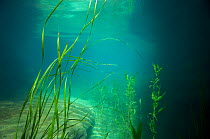 Underwater view of aquatic plants  in  Wadi Al Shab,   Al Sharqiyah South Governorate, Sultanate of Oman February 2015 . Photographed for The Freshwater Project