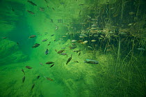 Underwater view of Wadi Al Arbiyeen With Tilapia, probably Nile Tilapia (Oreochromis niloticus)  Muscat Governorate, Sultanate of Oman. February. Photographed for The Freshwater Project