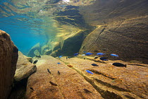 Cichlids (Cichlidae) in Lake Malawi,   Malawi, November. Photographed for The Freshwater Project.