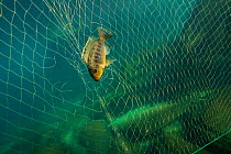 Cichlids (Cichlidae)  in fishing net in Lake Malawi,  November. Photographed for The Freshwater Project.