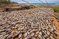 Cichlids (known as Utaka), drying on the shore of Lake Malawi, , Malawi. Photographed for The Freshwater Project October and November 2015