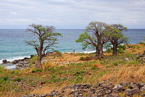 Baobab tree (Adansonia sp.) on the shore of Lake Malawi, November 2015. Photographed for The Freshwater Project