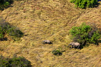 Aerial view of African bush elephants (Loxodonta africana) near to th Zambezi River upstream of Victoria Falls, Mosi-oa-Tunya / Victoria Falls UNESCO World Heritage Site. At the border of Zimbabwe and...