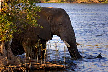 African bush elephants (Loxodonta africana) wading through Zambezi River, upstream of the Victoria Falls at the border of Zimbabwe and Zambia, Mosi-oa-Tunya / Victoria Falls UNESCO World Heritage Site...