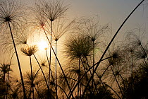 Papyrus  (Cyperus papyrus) growing in a channel of the Okavango River, with flower stems, Okavango Delta, Botswana, June 2014. Photographed for The Freshwater Project