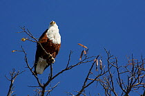 African fish eagle (Haliaeetus vocifer) perched in tree on shore of the Okavango River, Okavango Delta, Botswana,  June. Photographed for The Freshwater Project