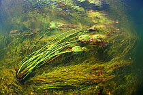 Papyrus (Cyperus papyrus) and other aquatic plants on the river bed of the Okavango river, Okavango Delta, Botswana,  June 2014 . Photographed for The Freshwater Project