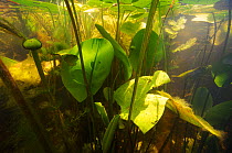 Water lily (Nymphaea sp.) and other aquatic plants in a lake in the Danube Delta Biosphere Reserve, Romania May 2014 . Photographed for The Freshwater Project