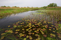 Waterlilies growing on  a natural dystrophic lake,  with water rich in humic acids,  Danube Delta Biosphere Reserve, Danube Delta, Romania, May 2015 . Photographed for The Freshwater Project
