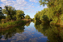 Gallery forest along the channels dominated by mainly Willows (Salix sp.) and Poplars (Populus sp.) Danube Delta Biosphere Reserve,  Danube Delta, Romania May 2015. Photographed for The Freshwater Pro...
