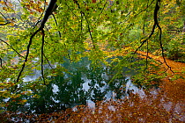 Trees over water with fallen leaves, Lake Plitvice Lakes National Park in autumn, Croatia. October 2007.