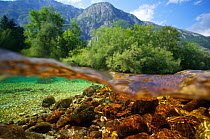 Split level view of Savica, a spring creek of the Sava Bohinjka River, Slovenia. June 2013 . Photographed for The Freshwater Project