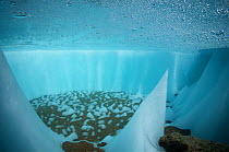 Underwater in a cryoconite hole, a hole formed by windblown dust and particles which warm up ice of glacier and creates meltwater holes. Gorner Glacier, Valais Alps, Canton Valais / Wallis, Switzerlan...