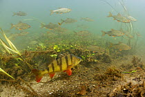 River Itchen at Abbotts Barton, chalk stream with Perch (Perca fluviatilis) and Roach (Rutilus rutilus) Hampshire, England, UK. Photographed for The Freshwater Project