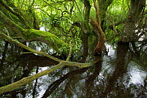 Candover Brook, tributary of the River Itchen, chalk stream Hampshire, England, UK. July. Photographed for The Freshwater Project.