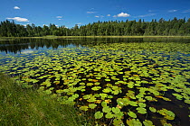 Small lake in the Lycksele area, Ume  River tributary With Yellow waterlily (Nuphar lutea)  Lapland, Sweden. July 2016. Photographed for The Freshwater Project