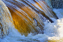 Atlantic salmon (Salmo salar)  jumping up waterfall during spawning migration upstream, Ume River, Sweden. July. Photographed for The Freshwater Project.
