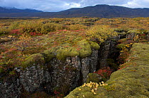 Rift between North American and Eurasian tectonic plates at Thingvellir, Thingvellir National Park, UNESCO World Heritage Site, Iceland. September. Photographed for the Freshwater Project.