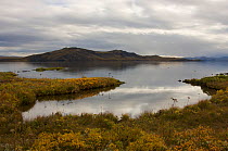 Thingvallavatn, on rift between North American and Eurasian tectonic plates at Thingvellir, Thingvellir National Park, UNESCO World Heritage Site, Iceland. September 2009.  Photographed for the Freshw...