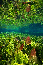 Burhead plants (Echinodorus macrophyllus) Aquario Natural, Rio Baja Bonito, Serra da Bodoquena (Bodoquena Mountain Range), Mato Grosso do Sul, Brazil. Photographed for The Freshwater Project