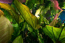 Burhead (Echinodorus macrophyllus) Aquario Natural, Rio Baja Bonito, Bonito area, Serra da Bodoquena (Bodoquena Mountain Range), Mato Grosso do Sul, Brazil,November 2016 . Photographed for The Freshwa...